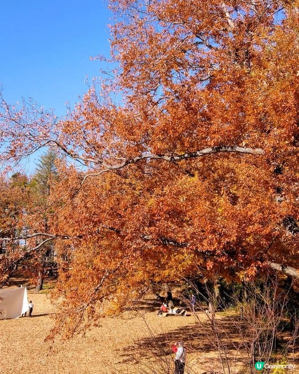 南町田一日遊！🛍️食買玩全攻略！🤩