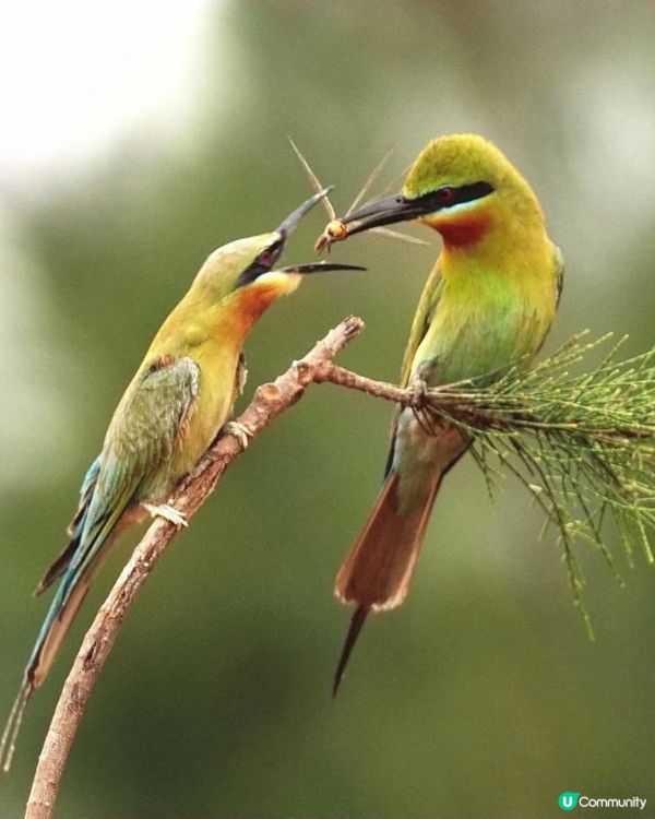 栗喉蜂虎Blue-tailed Bee-eater