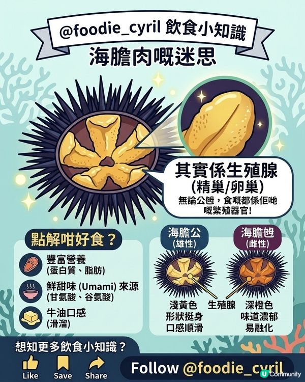 海膽肉🌊嘅迷思：你食緊嘅🥢究竟係咩部位🤔？
