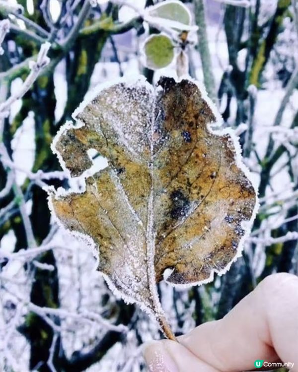 阿爾卑斯山下的寧靜小村|意大利冬日