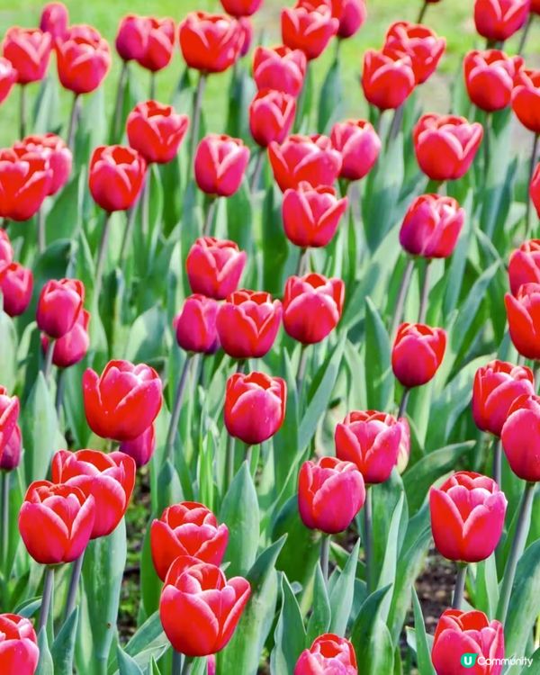 是鬱金香的季節!春日就是要去賞花,遠離一下城市,走近大自然!...
