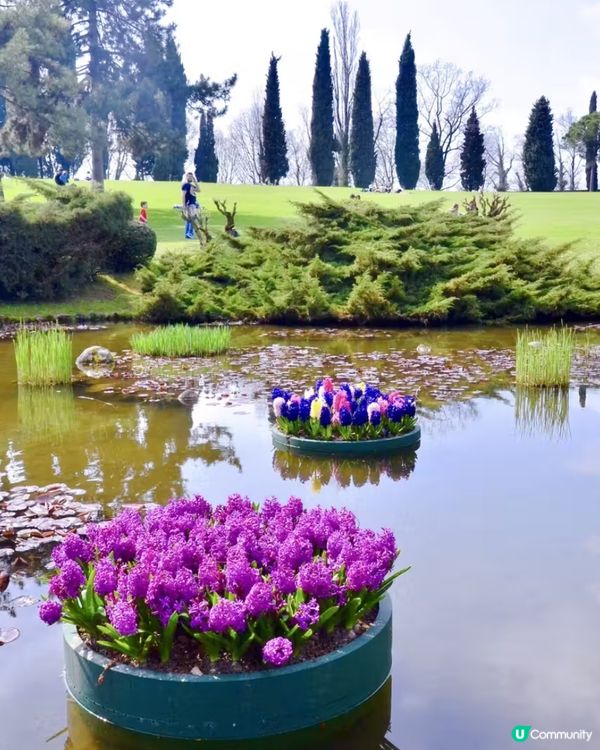 是鬱金香的季節!春日就是要去賞花,遠離一下城市,走近大自然!...