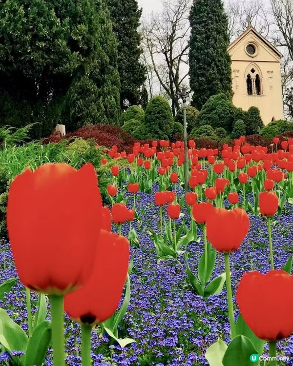 是鬱金香的季節!春日就是要去賞花,遠離一下城市,走近大自然!...