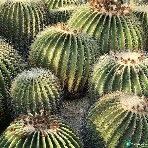 深圳仙湖植物園