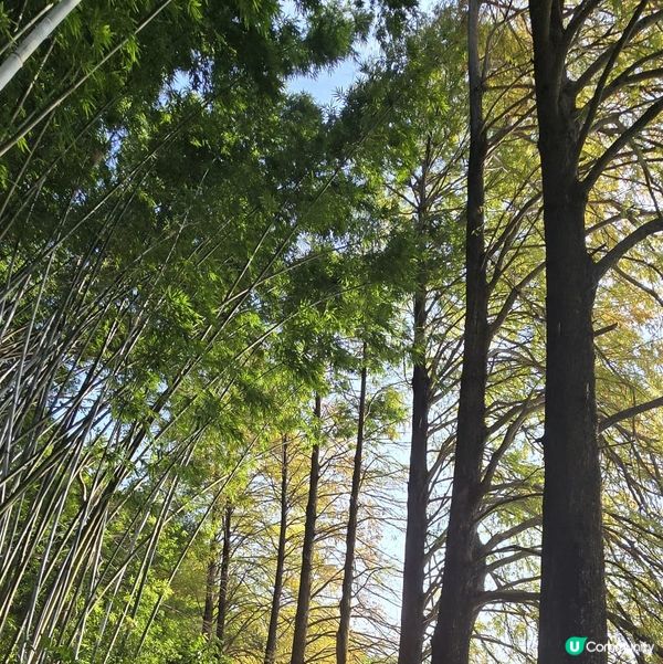 深圳仙湖植物園