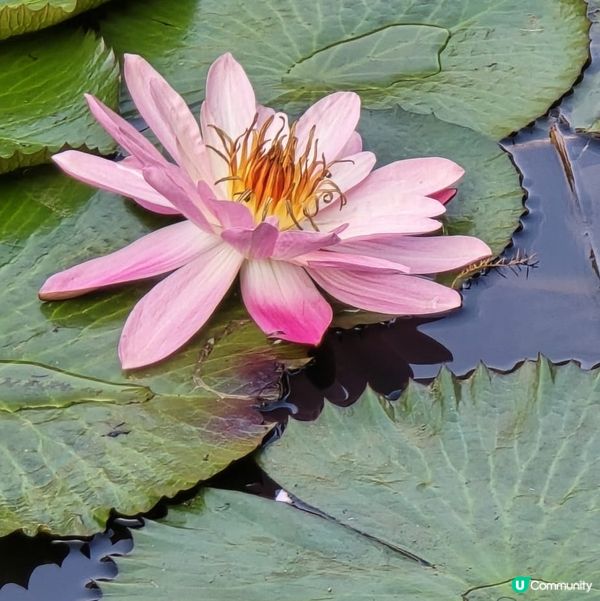 深圳仙湖植物公園
