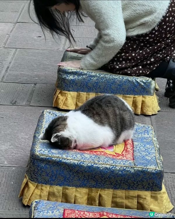 經濟低迷，連寵物都要求神問卜⋯⋯