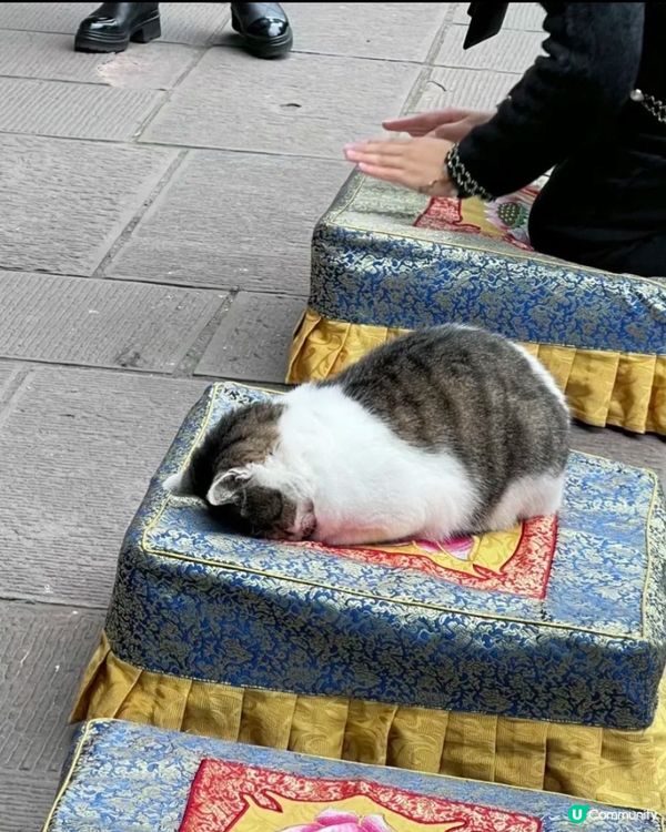 經濟低迷，連寵物都要求神問卜⋯⋯