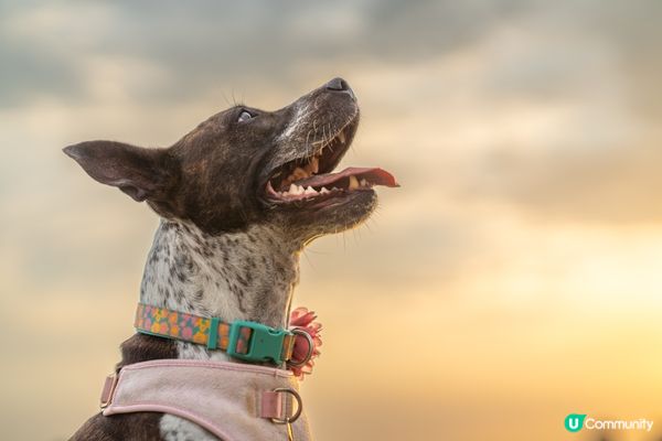 每次瞓喺草地度，瞓醒個樣好似曬完日光浴咁滿足！#主子SPAT...
