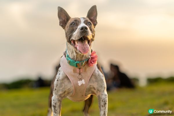 佢喺公園狂奔，好似開咗 turbo！#主子SPATime