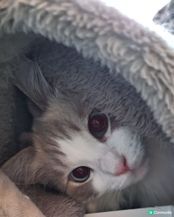 貓生第一個十號風