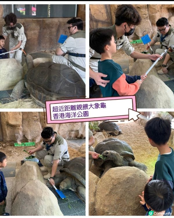 【 海洋公園推介活動!超近距離親餵大象龜 】
