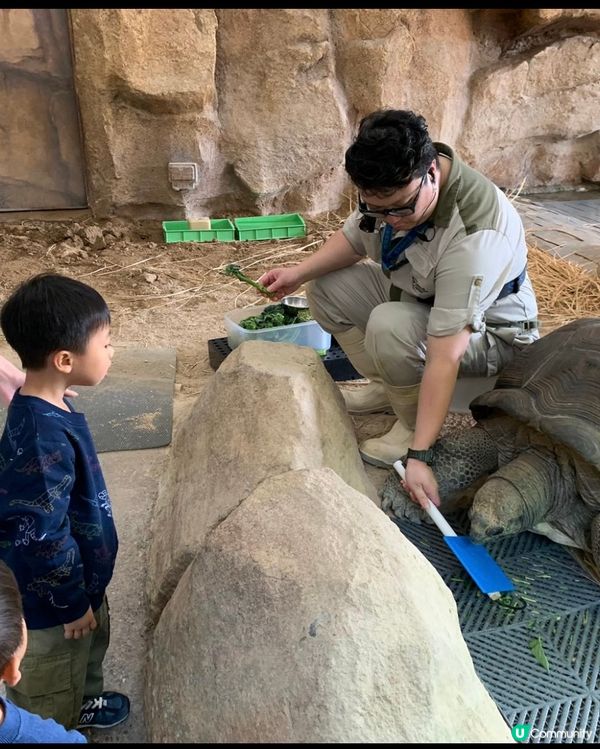 【 海洋公園推介活動!超近距離親餵大象龜 】
