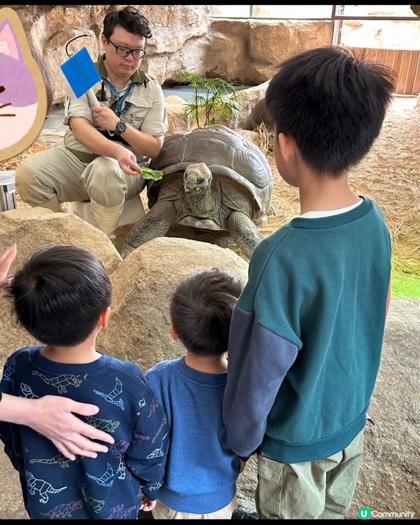 【 海洋公園推介活動!超近距離親餵大象龜 】