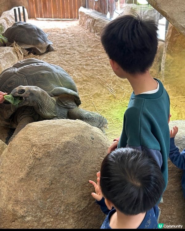 【 海洋公園推介活動!超近距離親餵大象龜 】