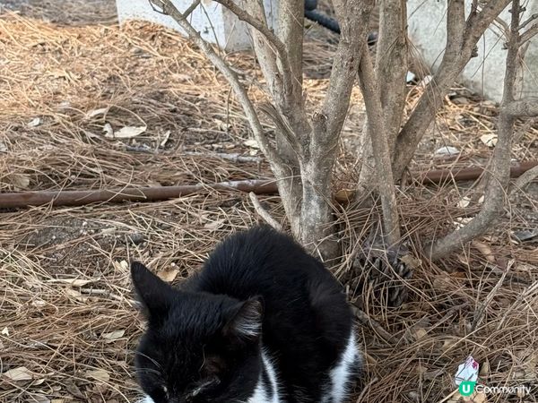 遠離繁囂的小鎮-土耳其塞爾丘克Selcuk