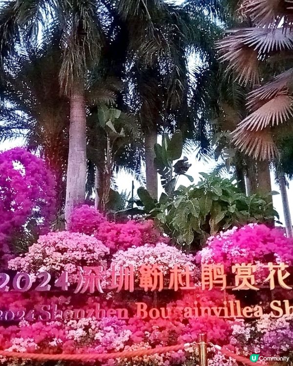 🌸我愛花花🌸之🌷9-17/11.24簕杜鵑賞花週🌷