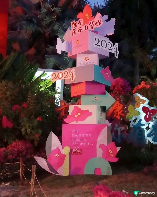 🌸我愛花花🌸之🌷9-17/11.24簕杜鵑賞花週🌷