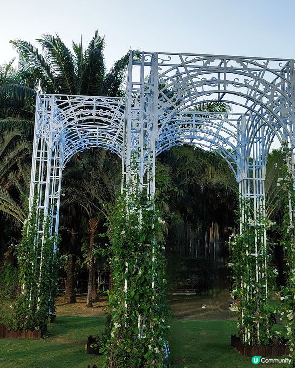 🌸我愛花花🌸之🌷9-17/11.24簕杜鵑賞花週🌷