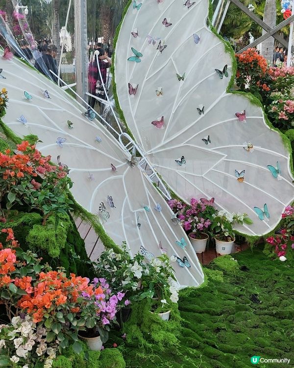 🌸我愛花花🌸之🌷9-17/11.24簕杜鵑賞花週🌷