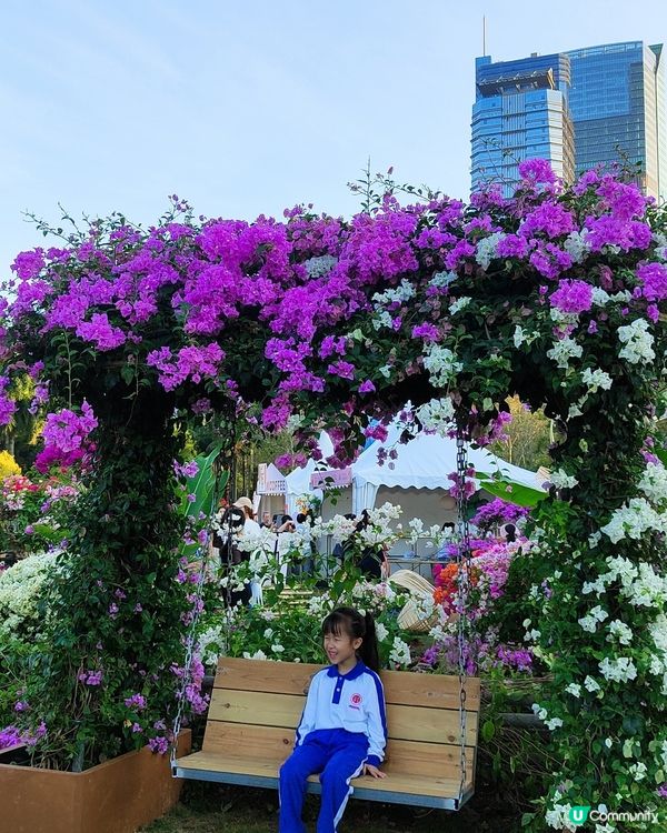 🌸我愛花花🌸之🌷9-17/11.24簕杜鵑賞花週🌷