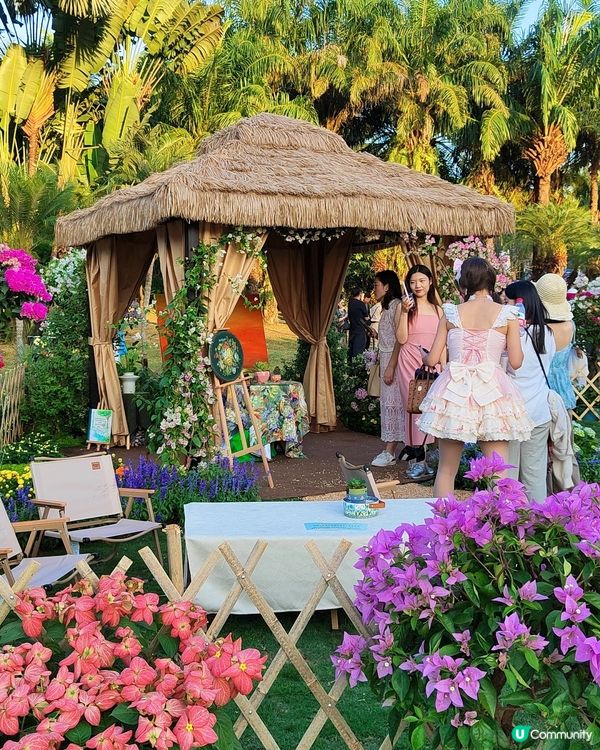 🌸我愛花花🌸之🌷9-17/11.24簕杜鵑賞花週🌷