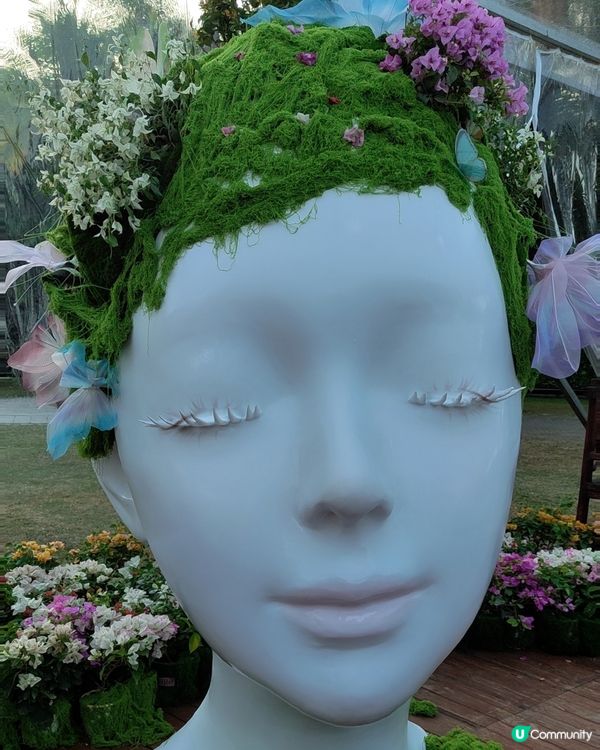 🌸我愛花花🌸之🌷9-17/11.24簕杜鵑賞花週🌷