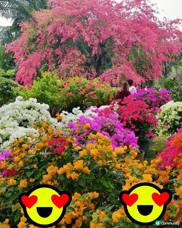 🌸我愛花花🌸之🌷9-17/11.24簕杜鵑賞花週🌷