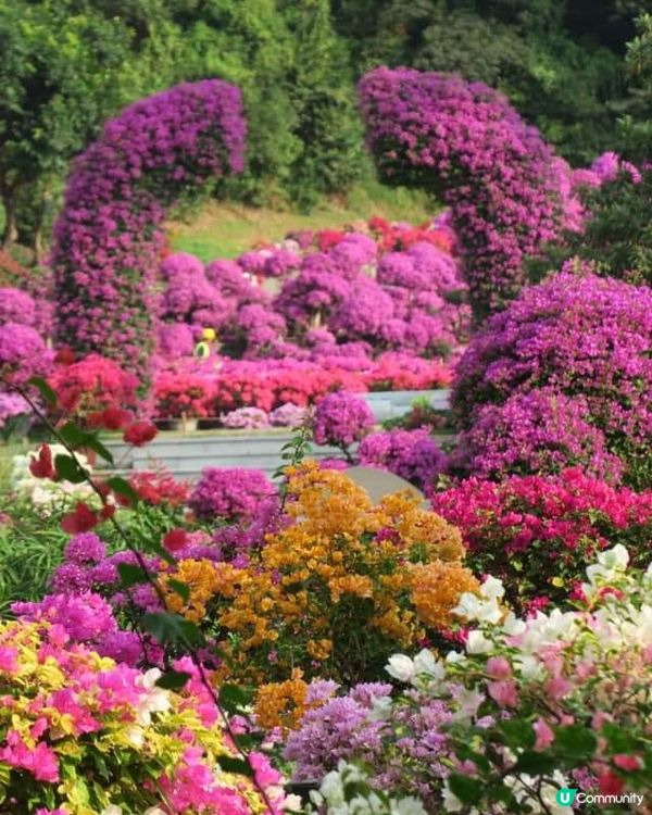 🌸我愛花花🌸之🌷9-17/11.24簕杜鵑賞花週🌷