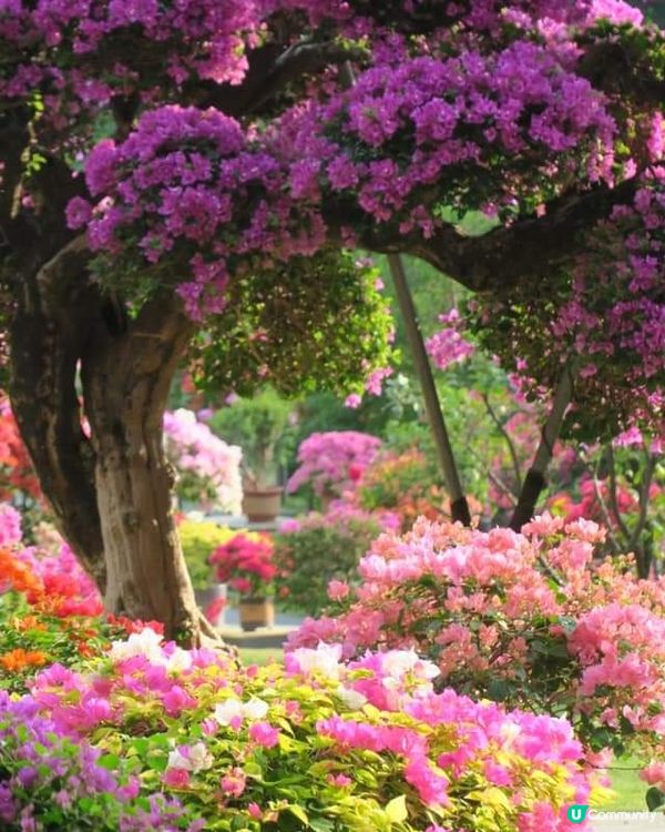 🌸我愛花花🌸之🌷9-17/11.24簕杜鵑賞花週🌷