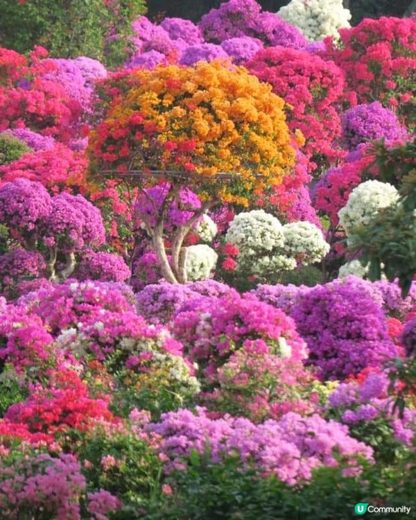 🌸我愛花花🌸之🌷9-17/11.24簕杜鵑賞花週🌷