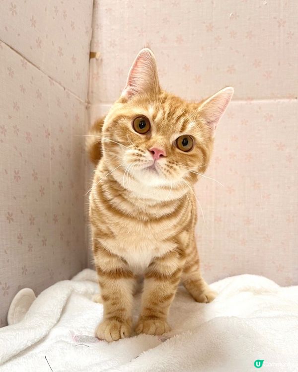 最愛發呆嘅貓咪