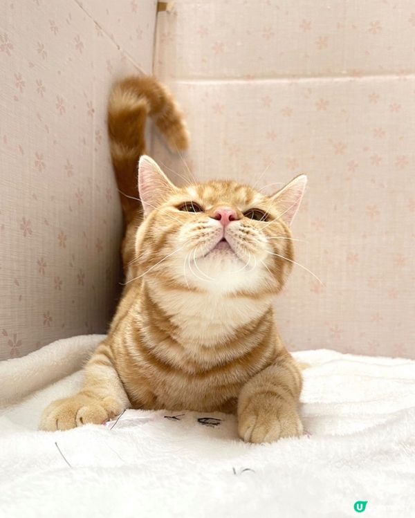 最愛發呆嘅貓咪