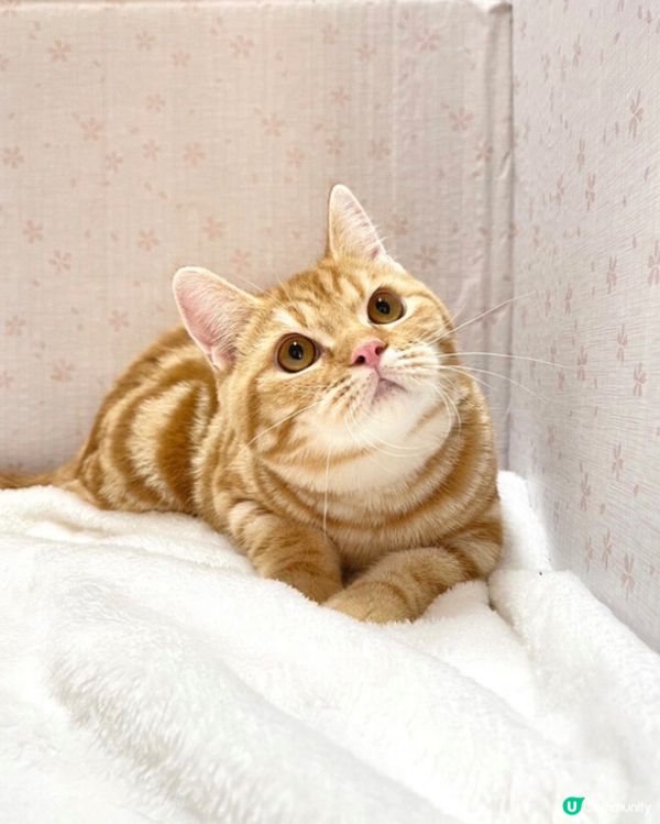 最愛發呆嘅貓咪