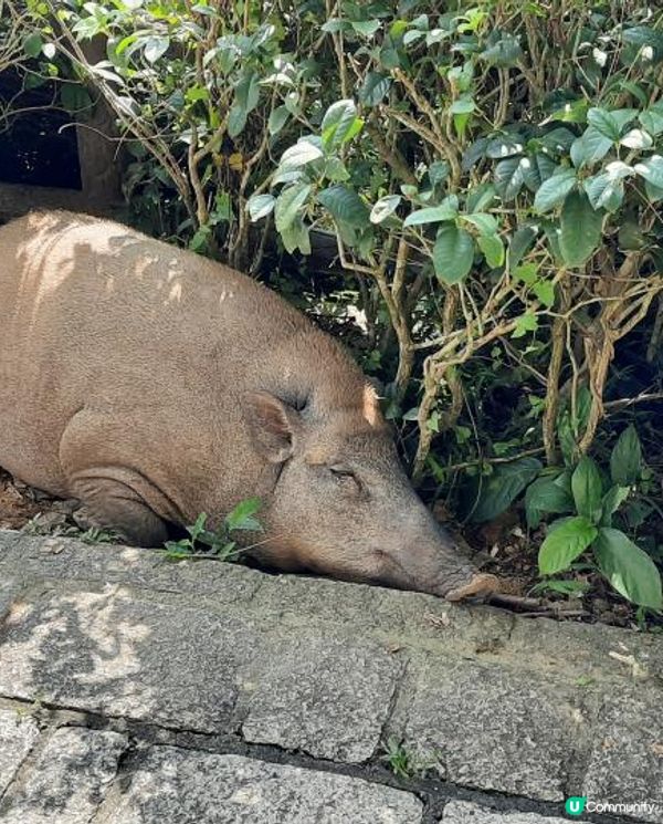 【金山郊野公園行山篇】連走四水塘➕金山及山火瞭望台