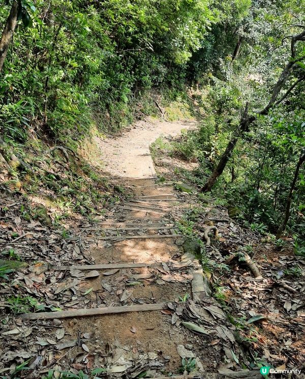 【金山郊野公園行山篇】連走四水塘➕金山及山火瞭望台