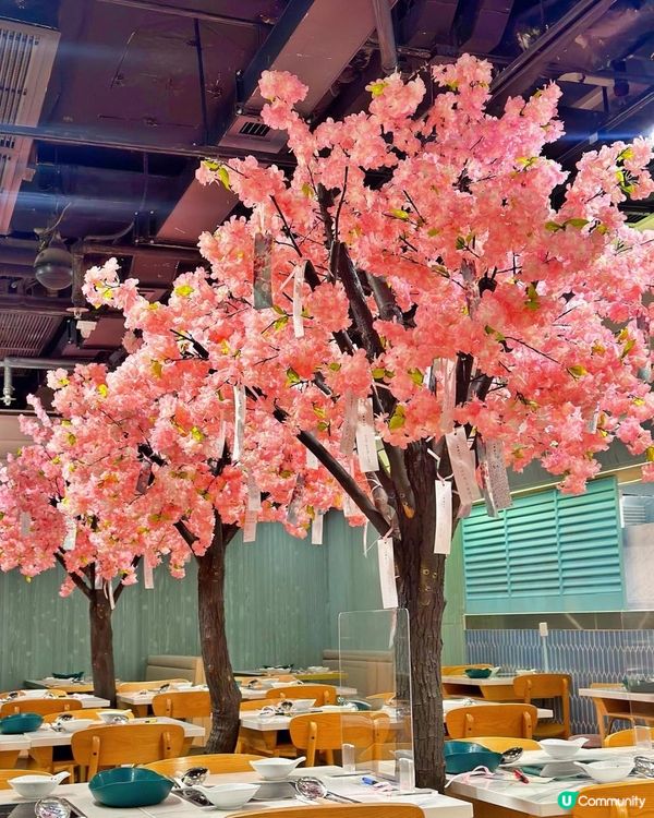 櫻花樹🌸下台式火鍋~任食 M7和牛同A5宮崎牛120分鐘自助火鍋