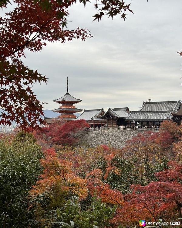 京都紅葉特集🍁日與夜清水寺楓紅🍁