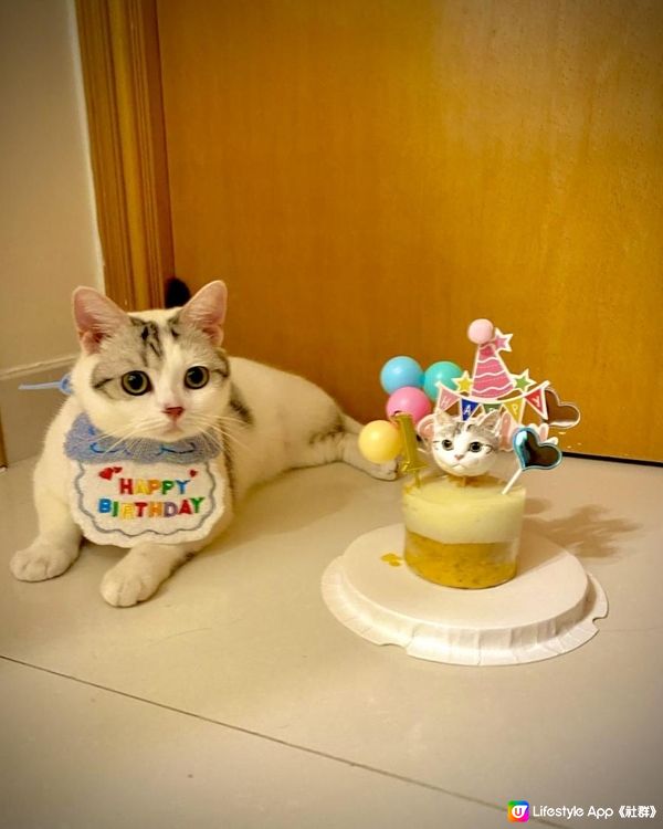 可愛貓兒的生日派對🥳🐱🎂