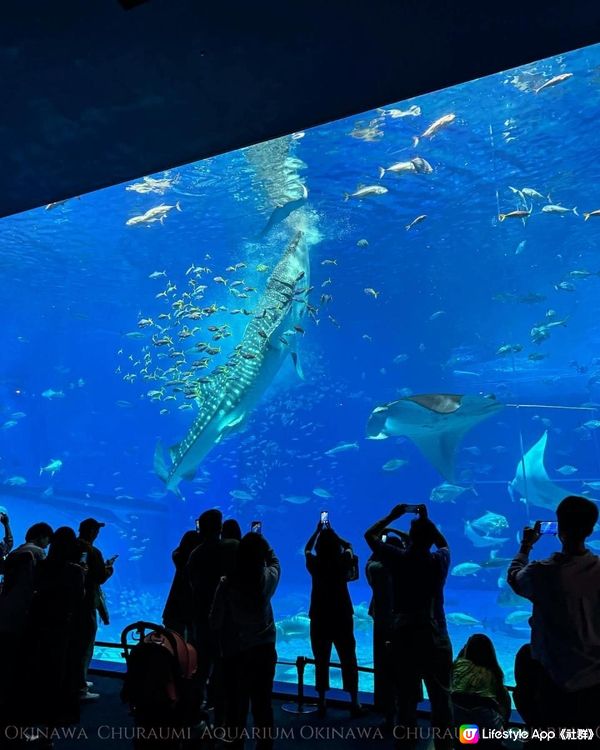 沖繩美麗海水族館 Okinawa Churaumi Aquarium