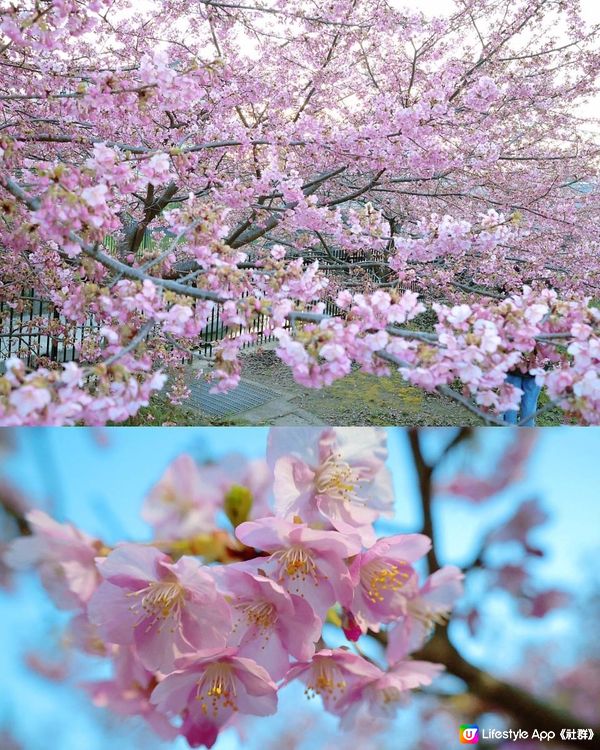 大阪京都淀水路 河津櫻🌸 