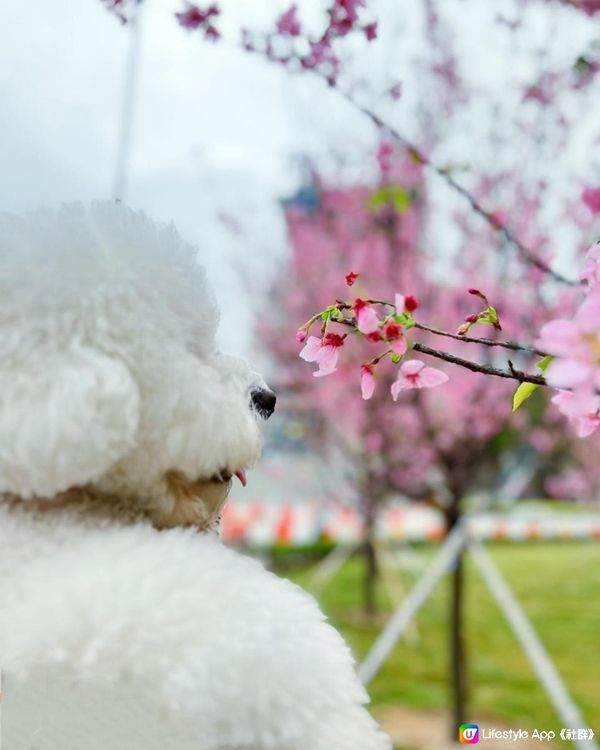 狗狗🍠賞櫻🌸