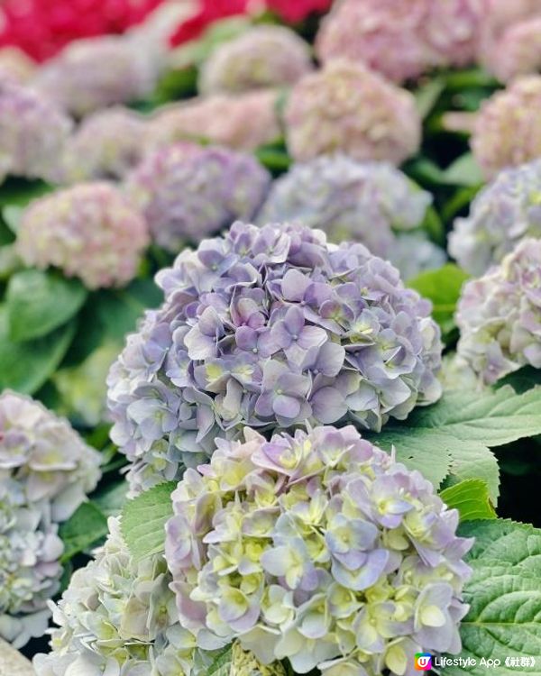 天水圍公園繡球花花海