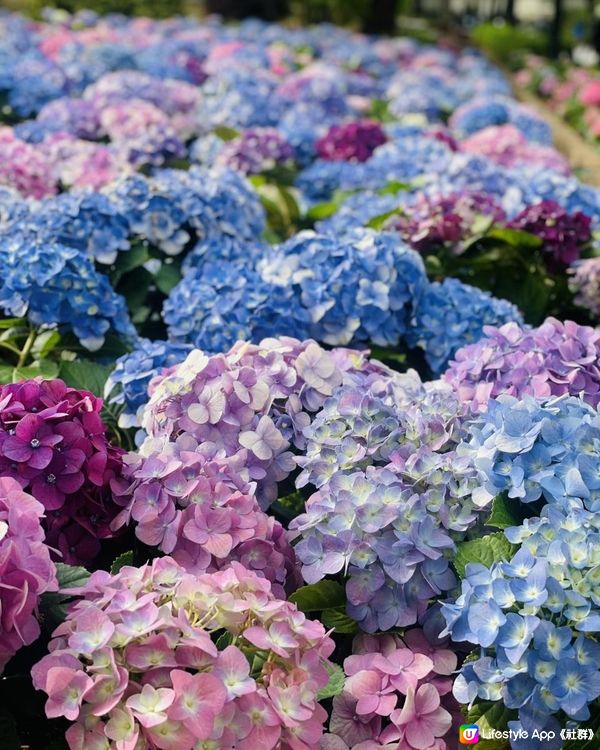 天水圍公園繡球花花海