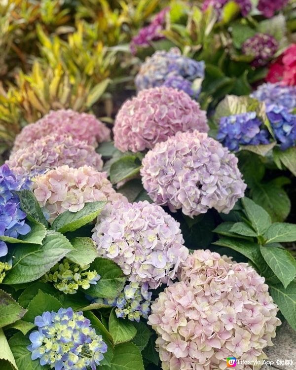 天水圍公園繡球花花海