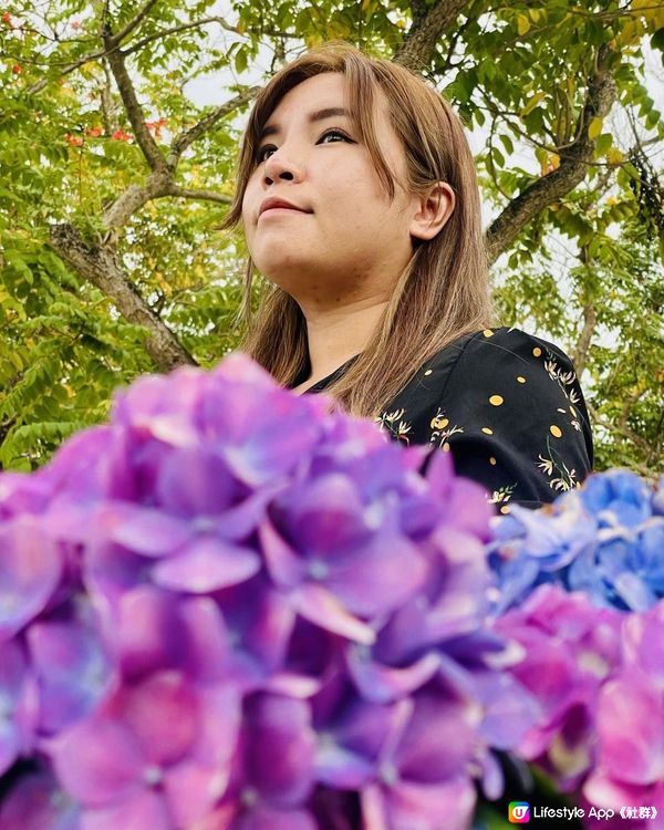 天水圍公園繡球花花海