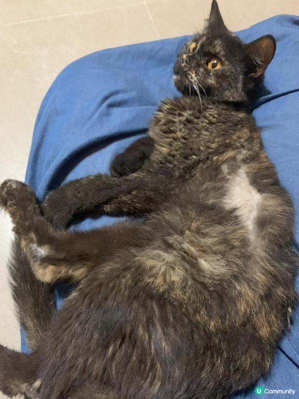 貓傳染性腹膜炎