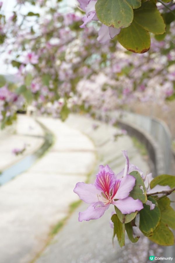 屯門宮粉羊蹄甲