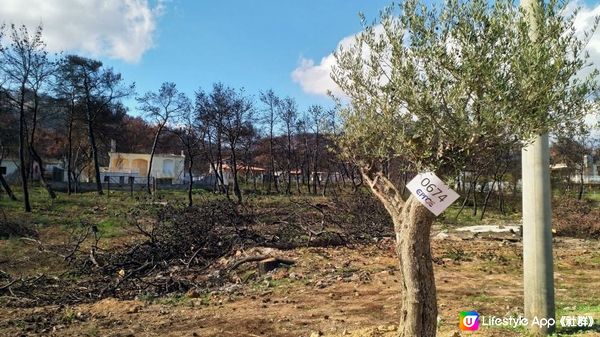 我去雅典跑全馬 - Athens Marathon 2018。賽事日 (下)