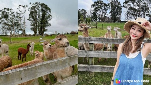 陽光與草原 親訪新西蘭羊駝農場 ft.環保科研雨傘登場